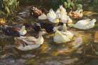 White Ducks in the Pond Art Print