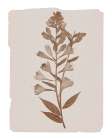 Monochrome Botanical I Art Print