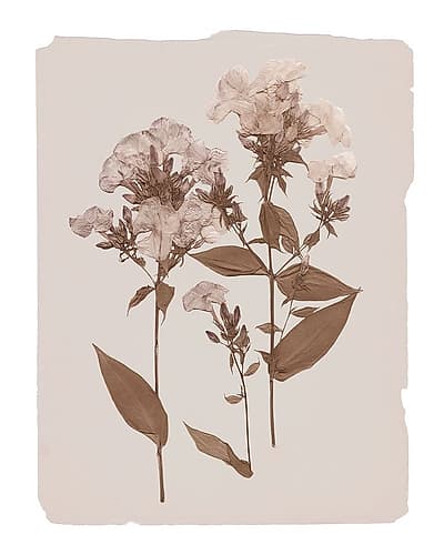 Monochrome Botanical II Art Print