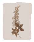 Monochrome Botanical III Art Print