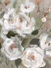 White Rose Blush Garden