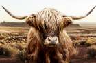 Valley Highland