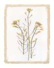 Garden Pressed Flowers I