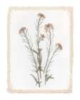 Garden Pressed Flowers II