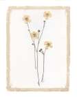 Garden Pressed Flowers III