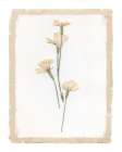 Garden Pressed Flowers IV