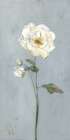 Flower Portrait with Gold I Minimalist Print
