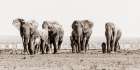 Amboseli Herd