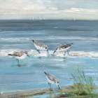 Dunlin Beach II Art Print