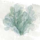 Sea Coral II Art Print