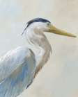 Heron I Art Print by Nan