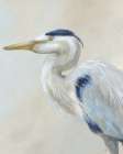 Heron II Art Print
