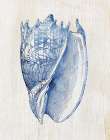 Shell II Art Print