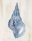 Shell III Art Print
