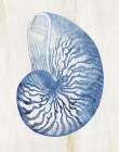 Shell IV Art Print