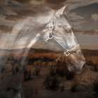 Stallion Territory Art Print