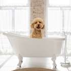 Dog Bath I Art Print