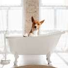 Dog Bath II Art Print