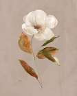 Aged Botanical I Art Print
