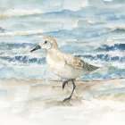 Sandpiper II
