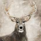 Soft Buck Art Print