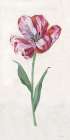 Painted Tulips I