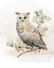 Watercolor Owl II Art Print