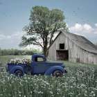 Blue Meadow Farm