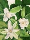 Magnolias I Art Print