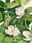 Magnolias II Art Print