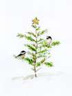 Christmas Chickadees II Art Print