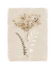 Dried Foliage II Minimalist Print