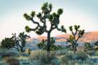Joshua Tree Sunset Art Print