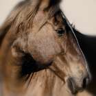 Flint Hills Stallion Art Print