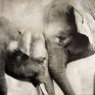Much Love Art Print
