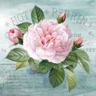 Cottage Rose I Art Print