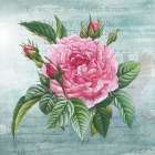 Cottage Rose III