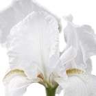 Iris Close Art Print