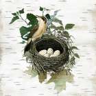 Birds Nest I Art Print