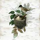 Birds Nest II Art Print