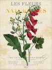 Foxglove Art Print