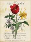 Tulip Art Print