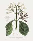 Tropical Botanical IV Art Print