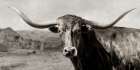 Old Longhorn Art Print