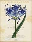 Blue Amaryllis Art Deco Print