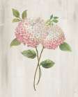 Pink Hydrangea I Art Print