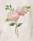 Pink Hydrangea II Art Print