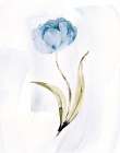 Blue Tulip II Art Print