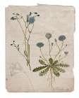 Botanical Page 23 Art Print