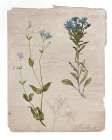 Botanical Page 18 Art Print